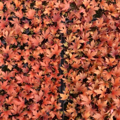 Heuchera FYRE WING™ 'Rhodonite'