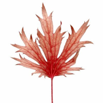 Heuchera FYRE WING™ 'Rhodonite'