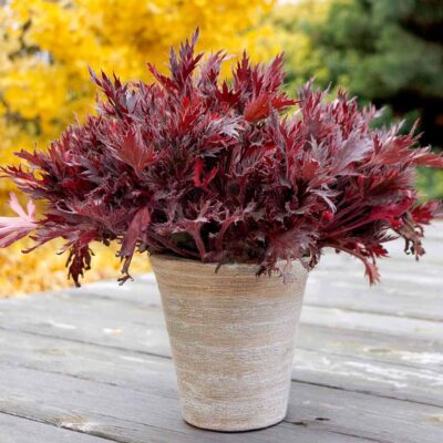 Heuchera FYRE WING™ 'Spinel' Heuchera FYRE WING™ 'Spinel'
