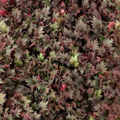 Heuchera FYRE WING™ 'Spinel' Heuchera FYRE WING™ 'Spinel'