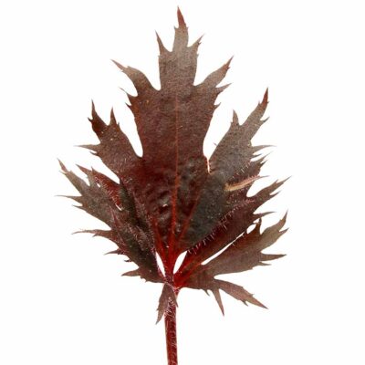 Heuchera FYRE WING™ 'Spinel' Heuchera FYRE WING™ 'Spinel'