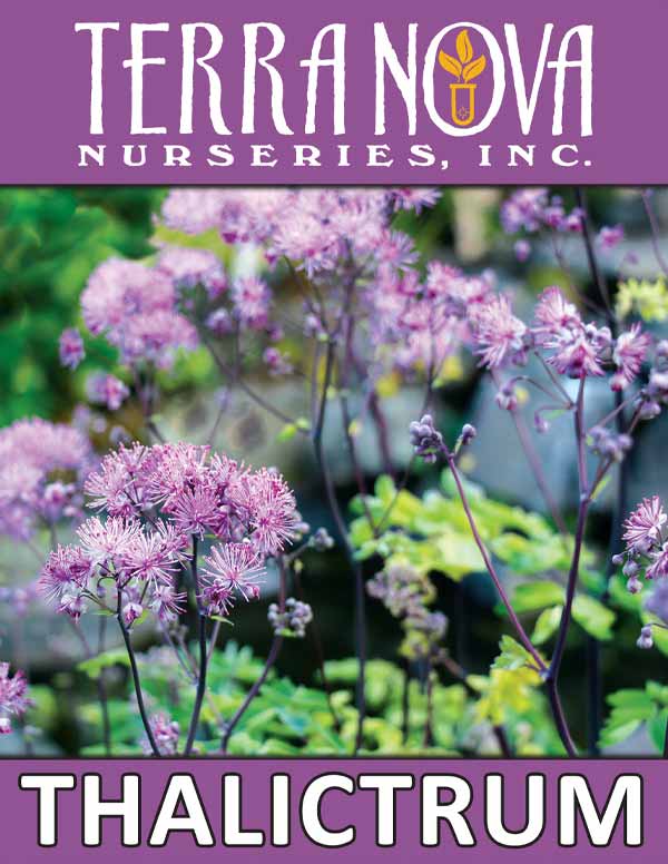 Thalictrum Flyer