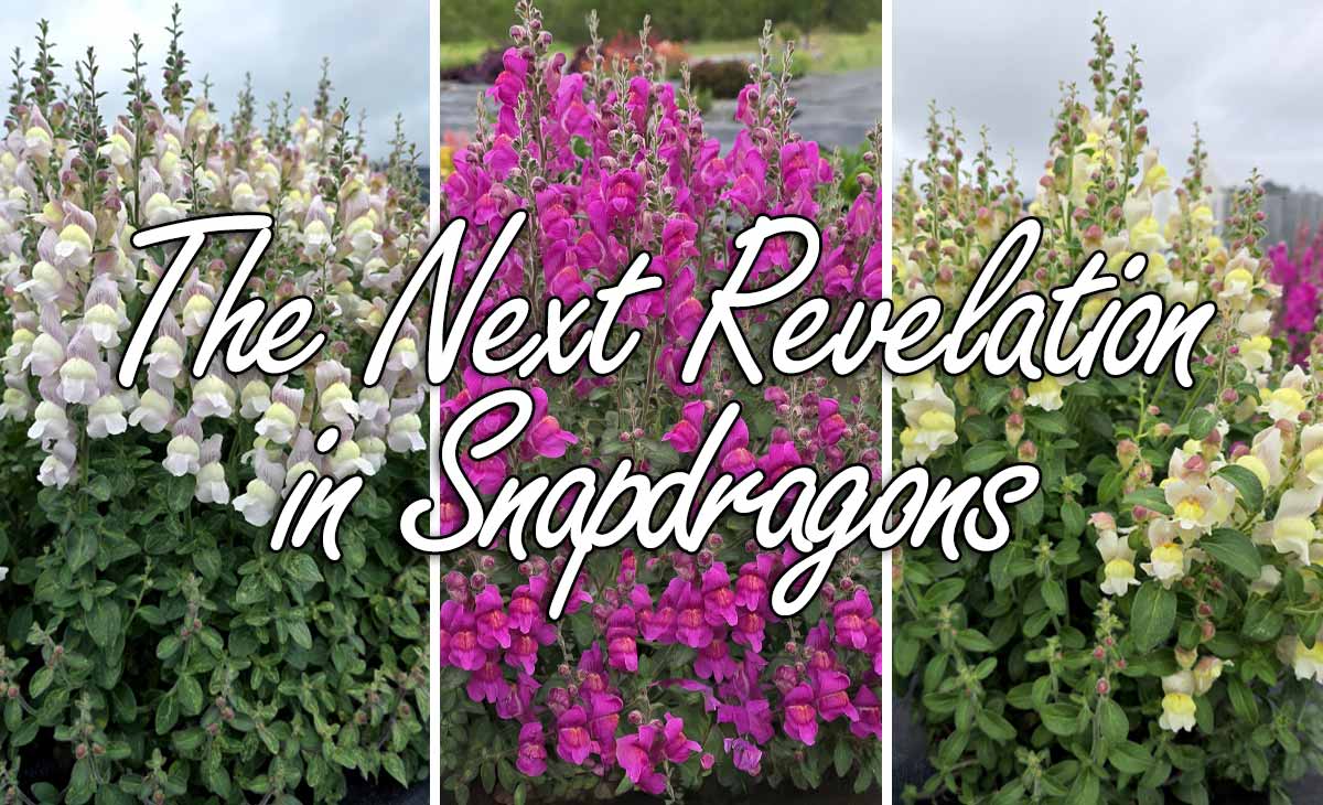 The Next Revelation In Snapdragons The Next Revelation In Snapdragons
