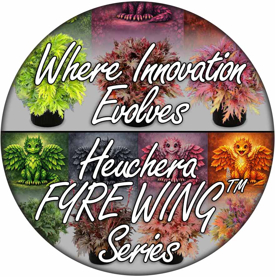 Where Innovation Evolves Heuchera FYRE WING™ Series Where Innovation Evolves Heuchera FYRE WING™ Series
