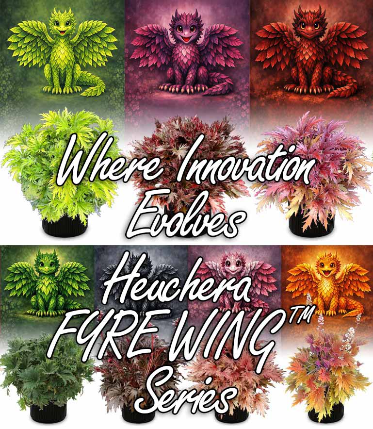 Where Innovation Evolves Heuchera FYRE WING™ Series Where Innovation Evolves Heuchera FYRE WING™ Series