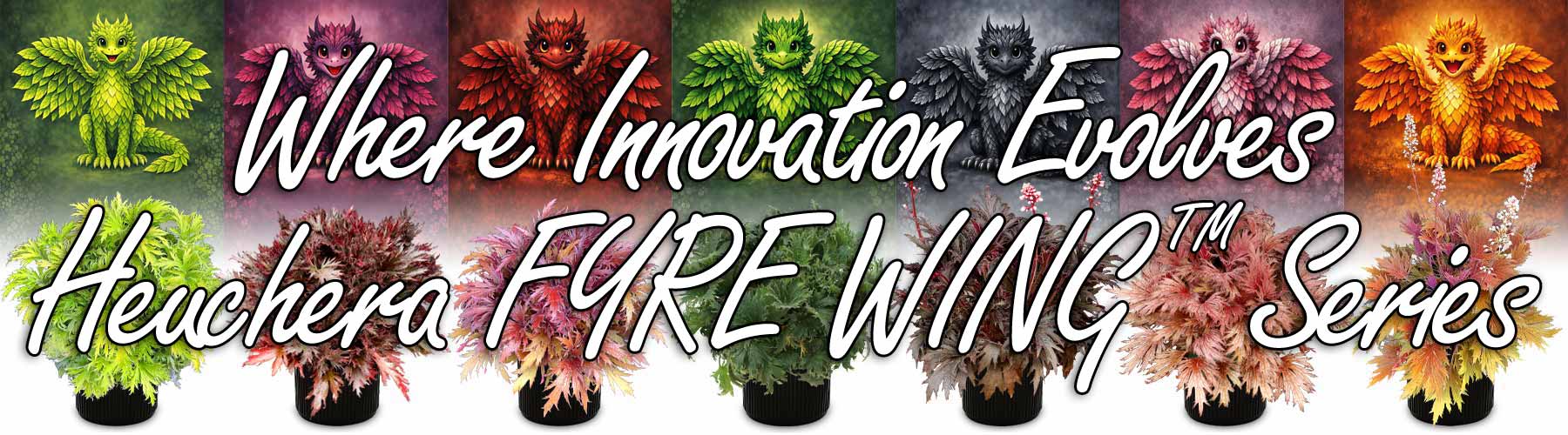 Where Innovation Evolves Heuchera FYRE WING™ Series Where Innovation Evolves Heuchera FYRE WING™ Series
