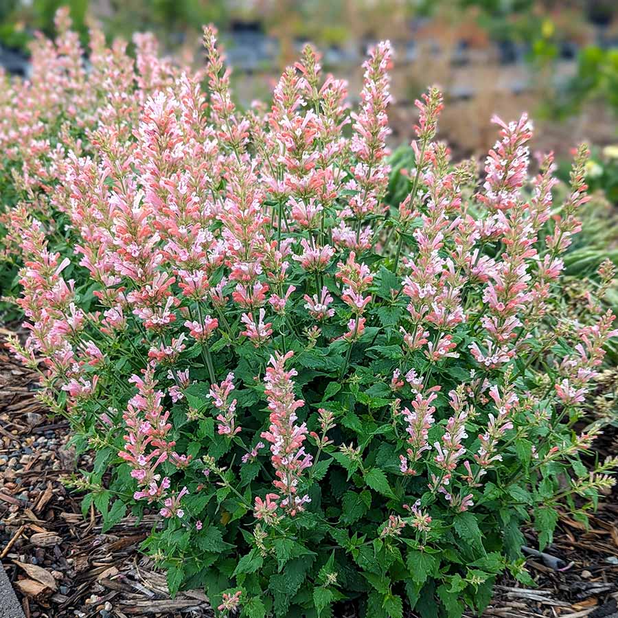 Agastache 'Pink Pearl' Agastache 'Pink Pearl'
