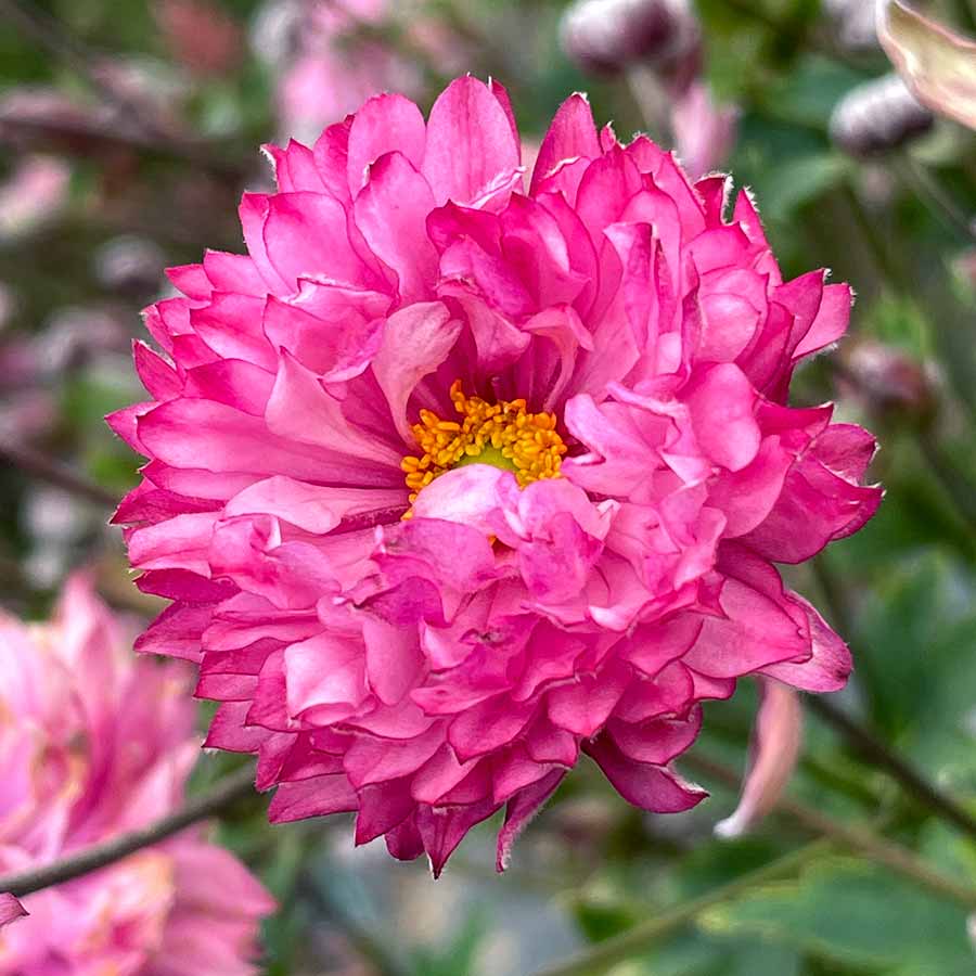 Anemone PUFF® 'Pink' Anemone PUFF® 'Pink'