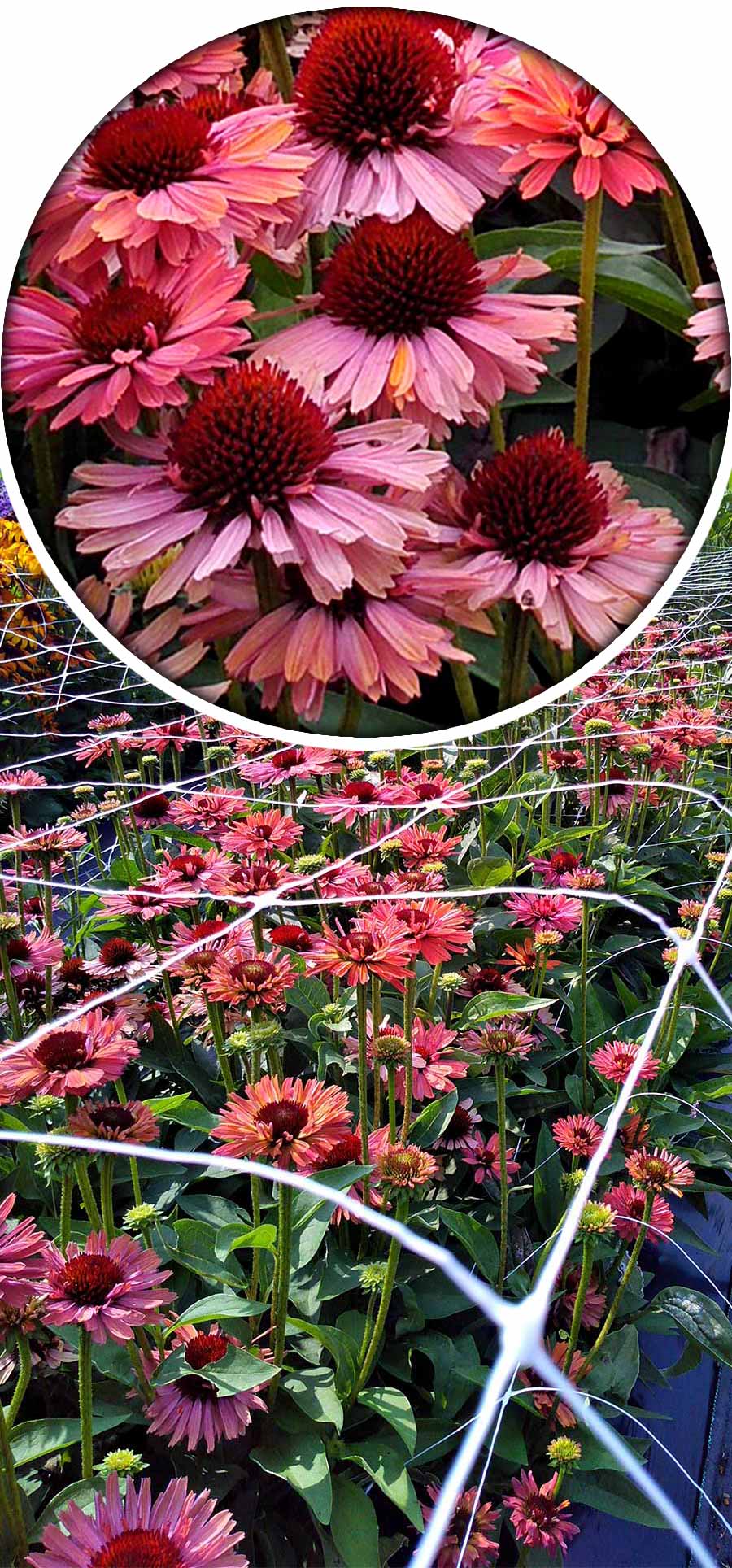Echinacea FRESCO™ 'Apricot' Echinacea FRESCO™ 'Apricot'