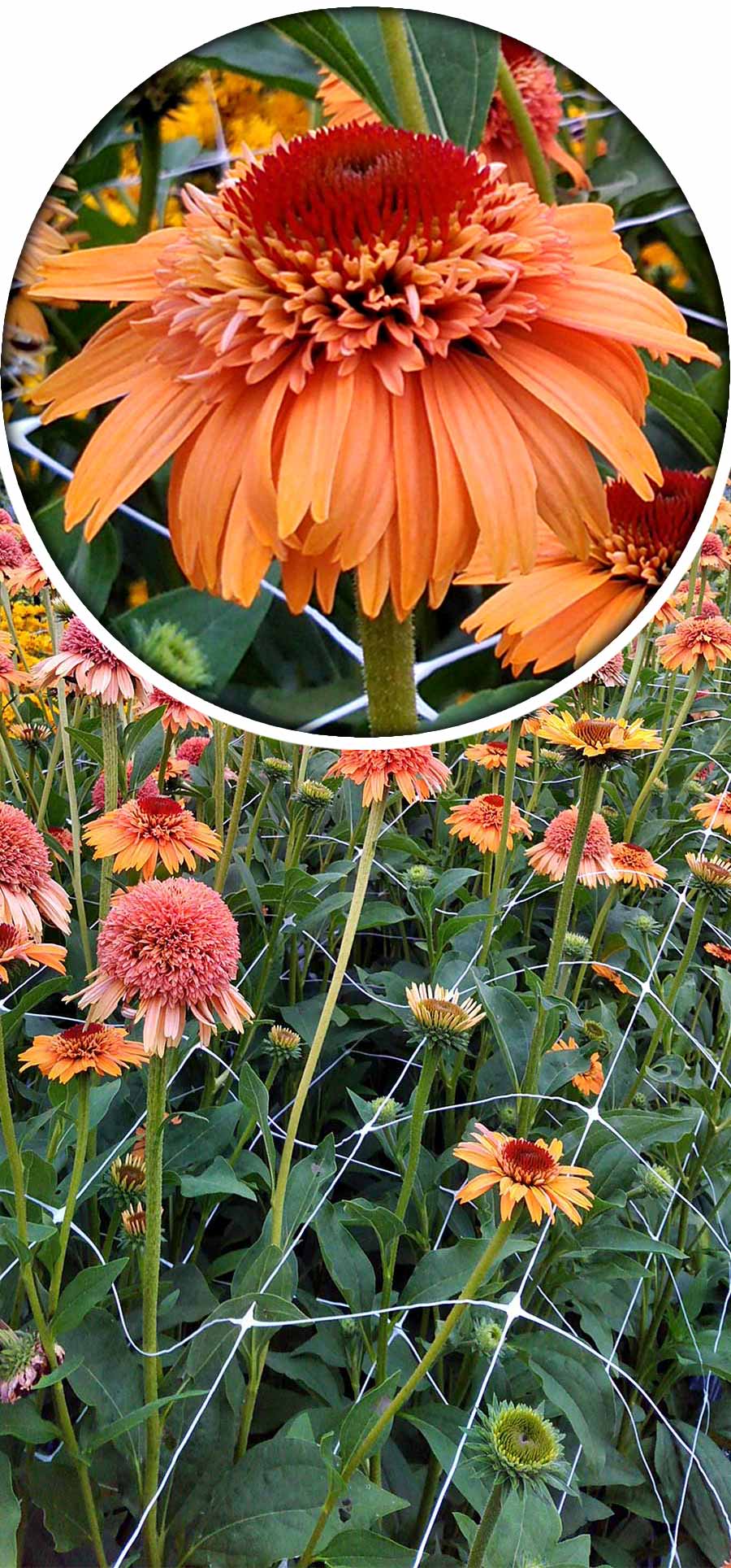 Echinacea SUPREME™ 'Cantaloupe' Echinacea SUPREME™ 'Cantaloupe'