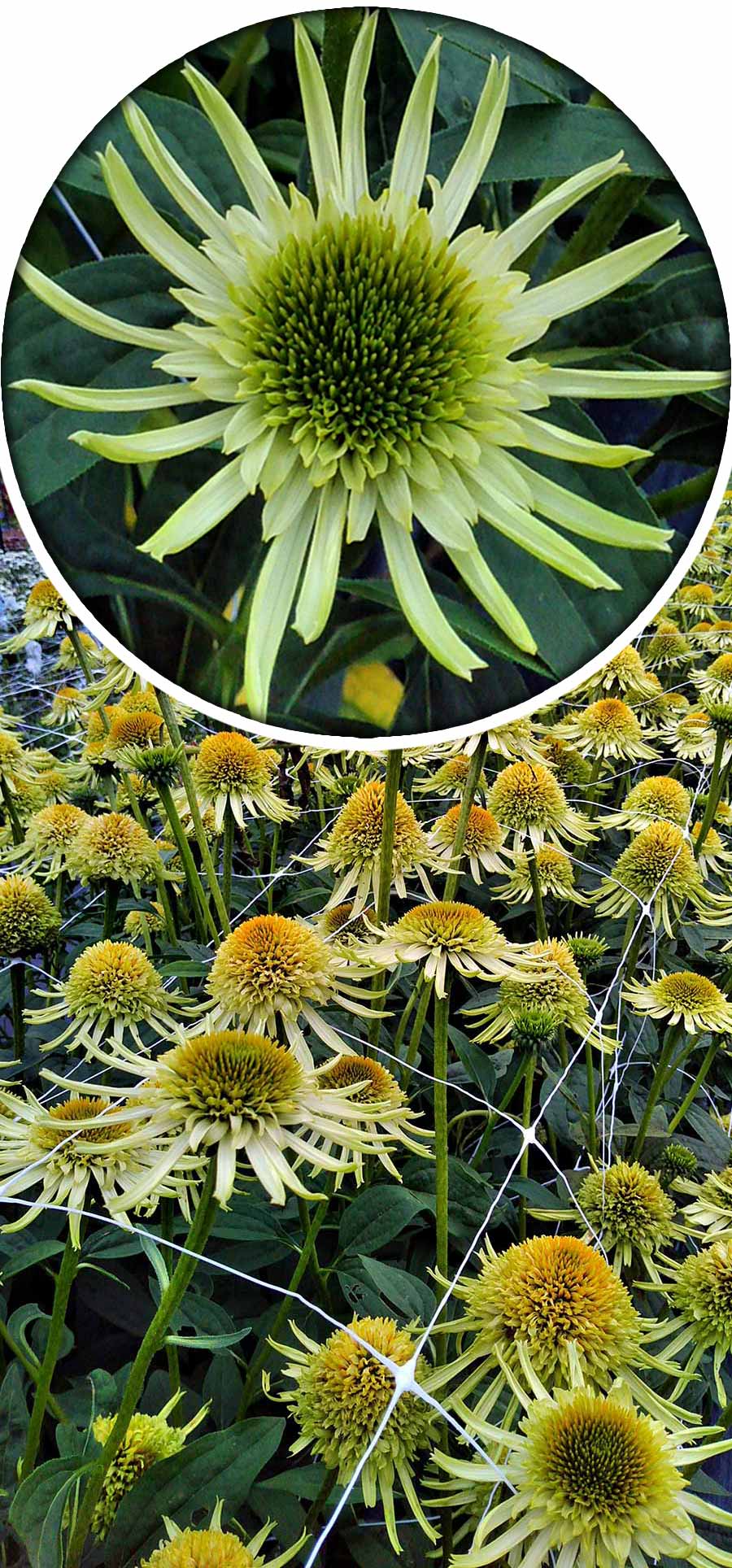 Echinacea SUPREME™ 'Lime' Echinacea SUPREME™ 'Lime'