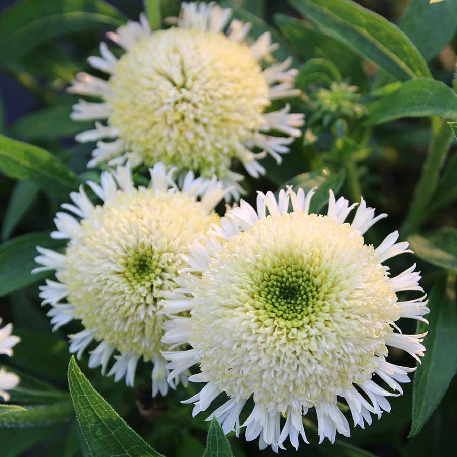 Echinacea DELIGHTFUL™ 'Lace' Echinacea DELIGHTFUL™ 'Lace'