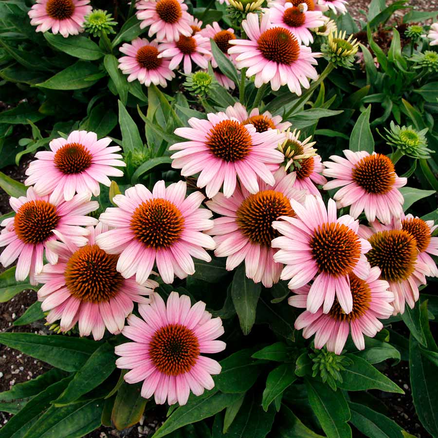 Echinacea 'French Tips' Echinacea 'French Tips'