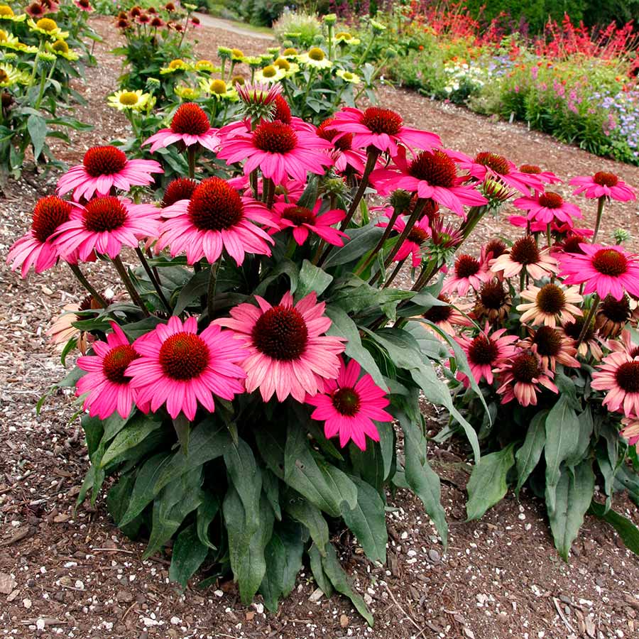 Echinacea PRIMA™ 'Berry' Echinacea PRIMA™ 'Berry'