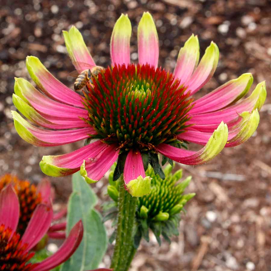 Echinacea PRIMA™ 'Spider' Echinacea PRIMA™ 'Spider'