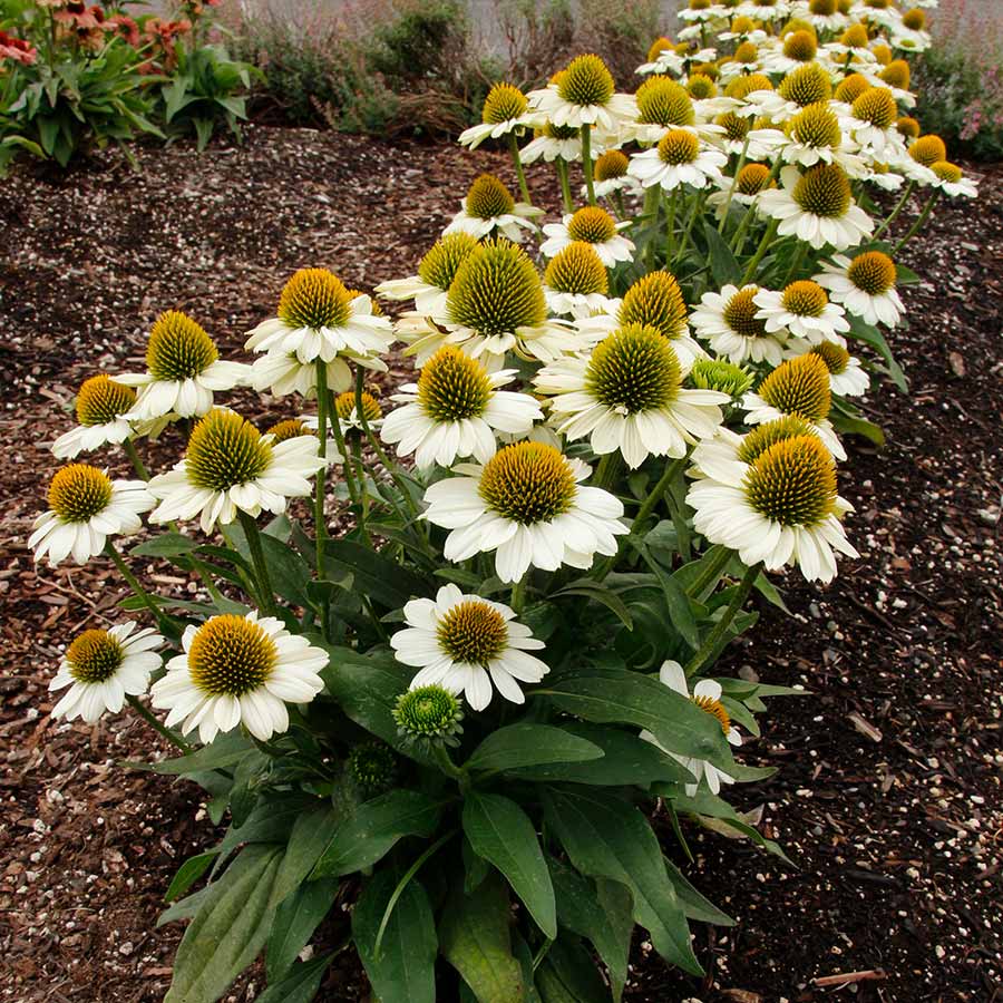 Echinacea PRINCESS™ 'Bride' Echinacea PRINCESS™ 'Bride'
