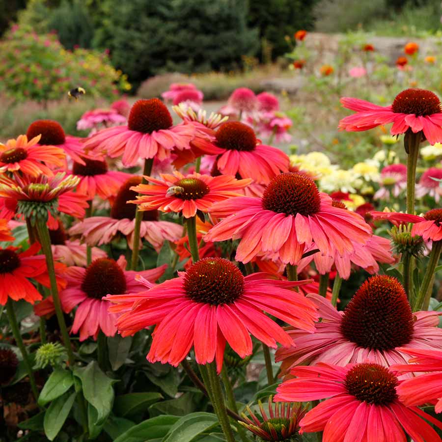 Echinacea REVELATION® 'Coral' Echinacea REVELATION® 'Coral'