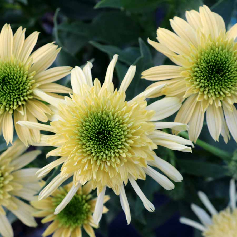 Echinacea SUNDIAL™ 'Zenith' Echinacea SUNDIAL™ 'Zenith'