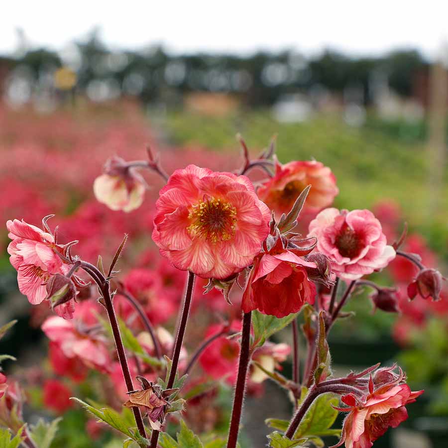 Geum TEMPO™ 'Rose' Geum TEMPO™ 'Rose'