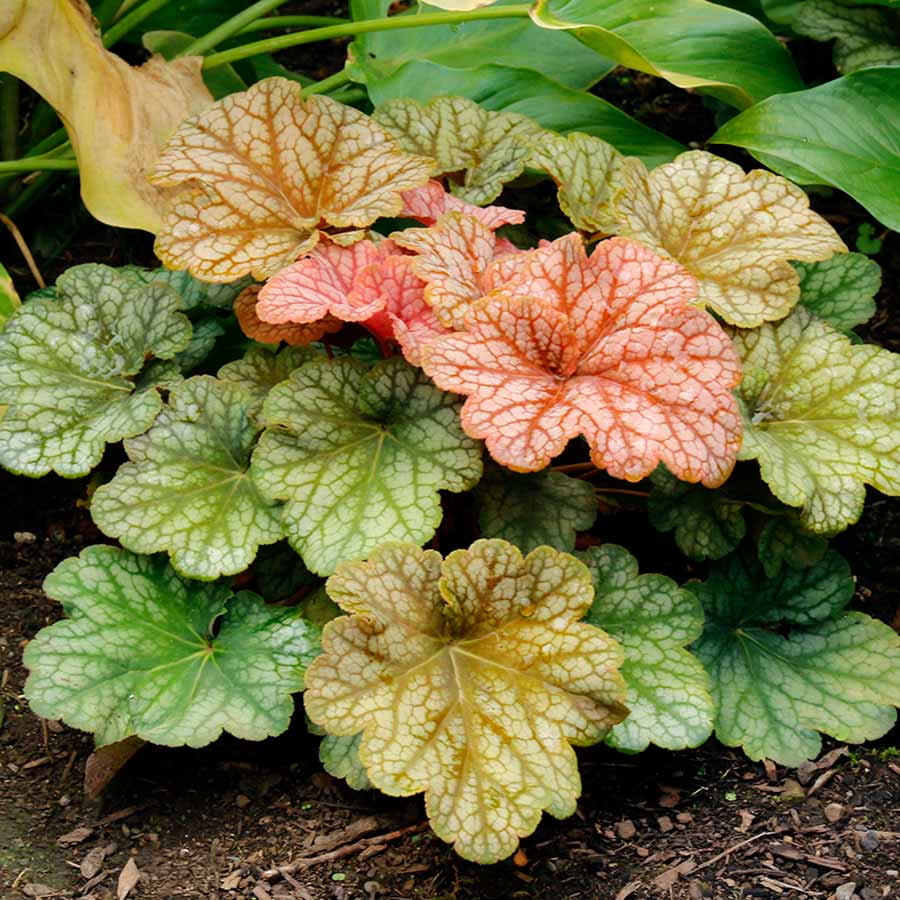 Heuchera 'Changeling' Heuchera 'Changeling'