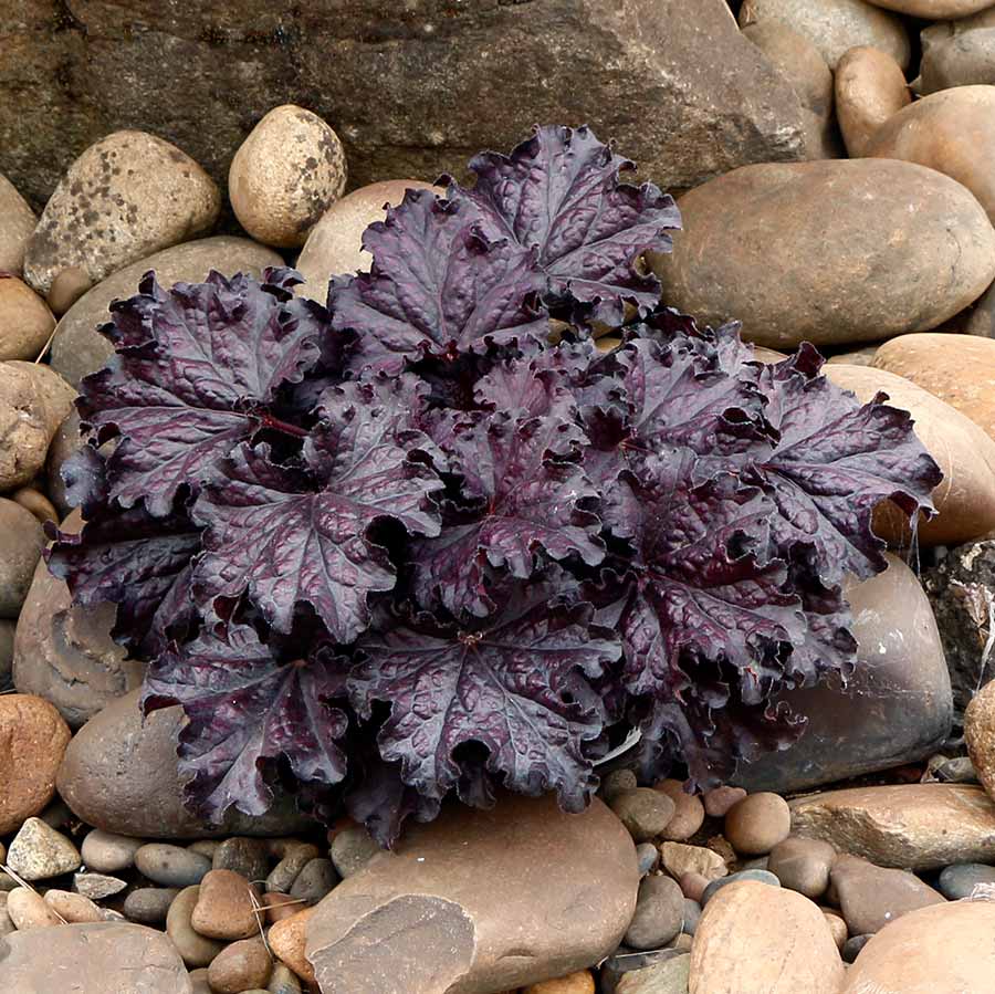 Heuchera FOREVER® 'Midnight' Heuchera FOREVER® 'Midnight'
