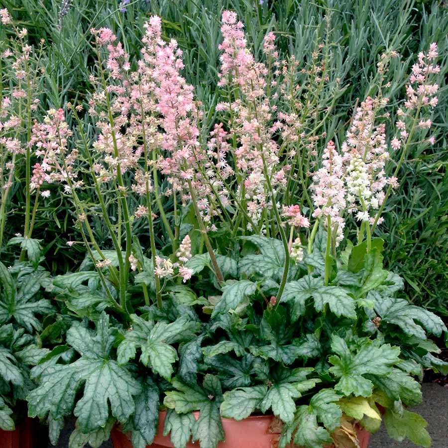 Heucherella 'Pink Stardust' Heucherella 'Pink Stardust'