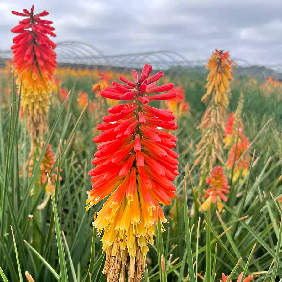 Kniphofia 'Rocket Jr.' Kniphofia 'Rocket Jr.'
