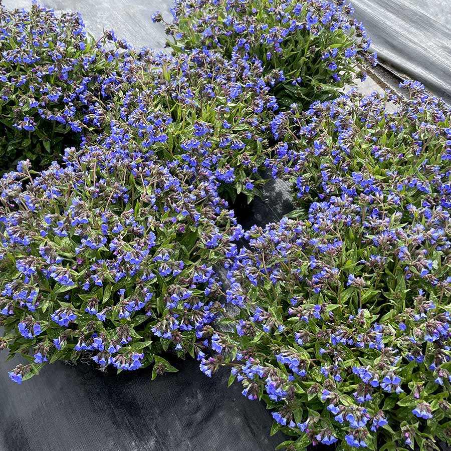 Pulmonaria NOVA® 'Cobalt' Pulmonaria NOVA® 'Cobalt'