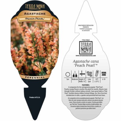 Agastache 'Peach Pearl' - Tag Agastache 'Peach Pearl' - Tag