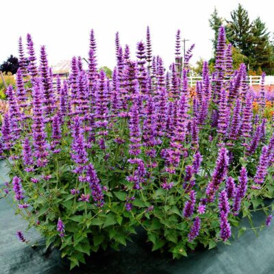 Agastache 'Prince's Plume'