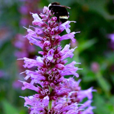 Agastache 'Prince's Plume'