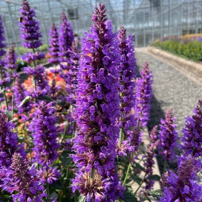 Agastache 'Prince's Plume'