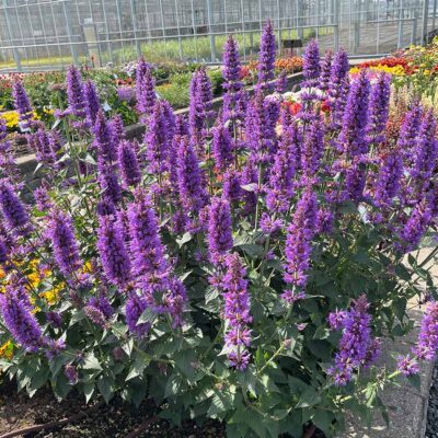 Agastache 'Prince's Plume'