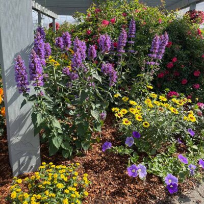Agastache 'Prince's Plume'