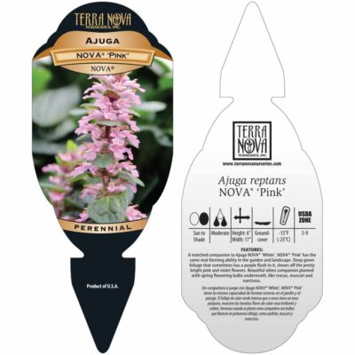 Ajuga NOVA® 'Pink' - Tag Ajuga NOVA® 'Pink' - Tag