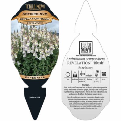 Antirrhinum REVELATION® 'Blush' - Tag Antirrhinum REVELATION® 'Blush' - Tag