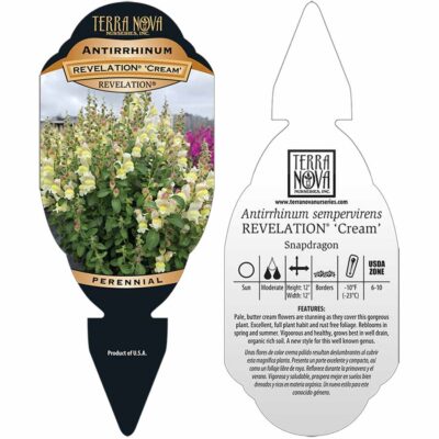 Antirrhinum REVELATION® 'Cream' - Tag