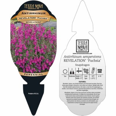 Antirrhinum REVELATION® 'Fuchsia' - Tag Antirrhinum REVELATION® 'Fuchsia' - Tag