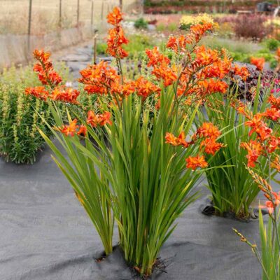Crocosmia NOVA® 'Ember' Crocosmia NOVA® 'Ember'