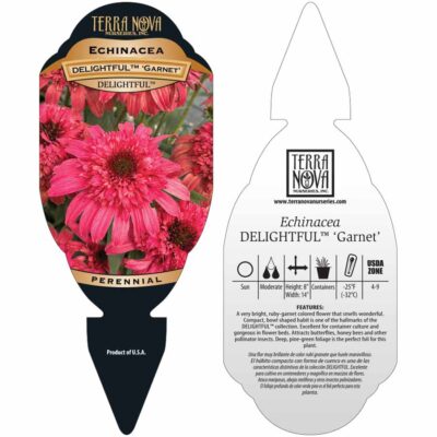 Echinacea DELIGHTFUL™ 'Garnet' - Tag Echinacea DELIGHTFUL™ 'Garnet' - Tag