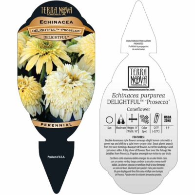 Echinacea DELIGHTFUL™ 'Prosecco' - Tag Echinacea DELIGHTFUL™ 'Prosecco' - Tag