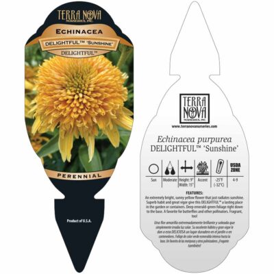 Echinacea DELIGHTFUL™ 'Sunshine' - Tag Echinacea DELIGHTFUL™ 'Sunshine' - Tag