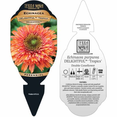 Echinacea DELIGHTFUL™ 'Tropics' - Tag Echinacea DELIGHTFUL™ 'Tropics' - Tag