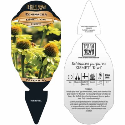 Echinacea KISMET® 'Kiwi' - Tag Echinacea KISMET® 'Kiwi' - Tag