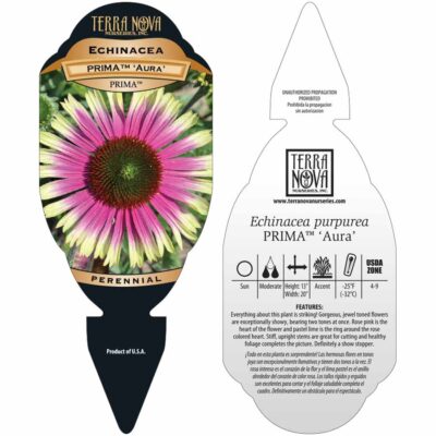Echinacea PRIMA™ 'Aura' - Tag