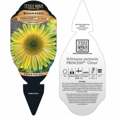 Echinacea PRINCESS™ 'Citrus' - Tag
