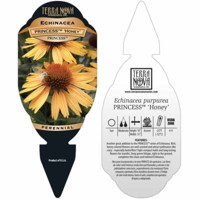 Echinacea PRINCESS™ 'Honey' - Tag Echinacea PRINCESS™ 'Honey' - Tag