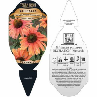 Echinacea REVELATION® 'Monarch' - Tag Echinacea REVELATION® 'Monarch' - Tag