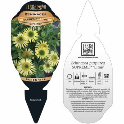 Echinacea SUPREME™ 'Lime' - Tag