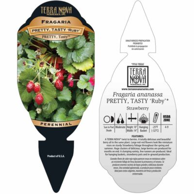 Fragaria PRETTY, TASTY™ 'Ruby' - Tag Fragaria PRETTY, TASTY™ 'Ruby' - Tag